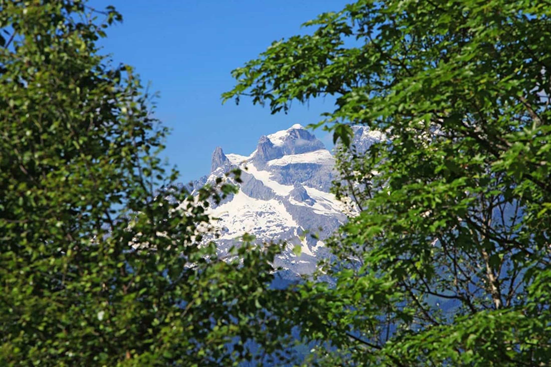 Blick durch die Bäume auf die Alpen Blick durch die Bäume auf die Alpen