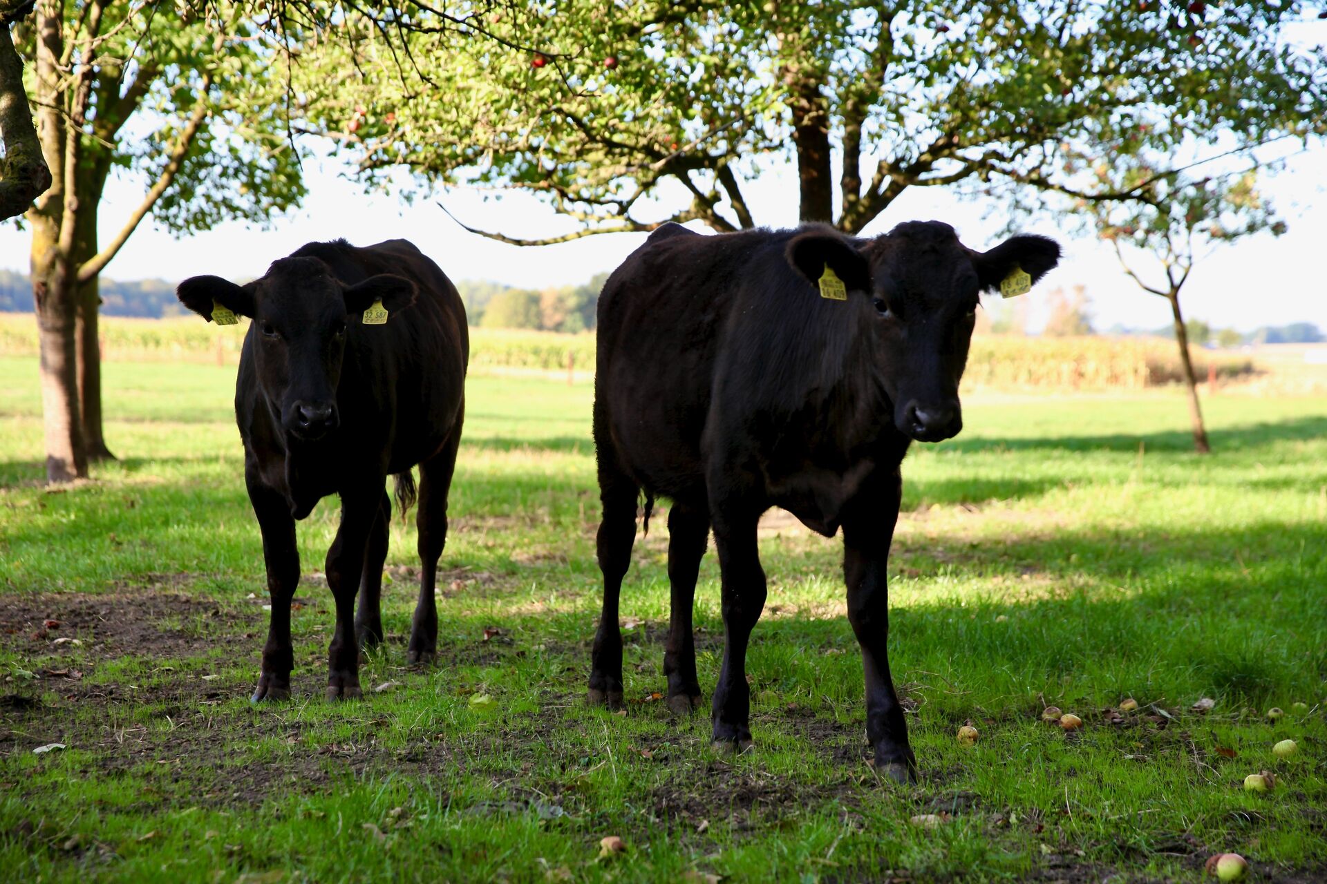 Wagyu Rinder Junge Wagyu Rinder auf der Weide