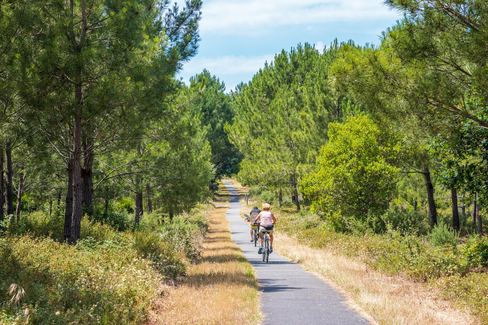 Radweg in Frankreich Radfahrer im Sommer auf Radweg durch Pinien in Frankreich