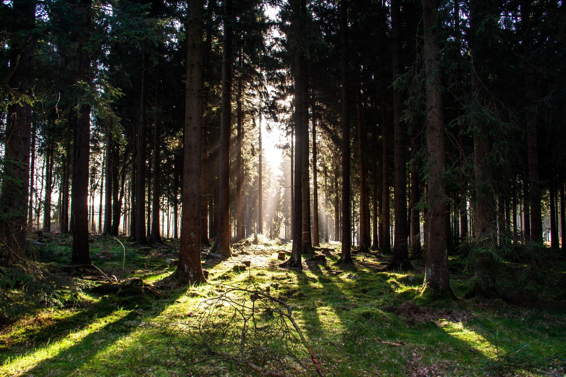 Wald im Sauerland