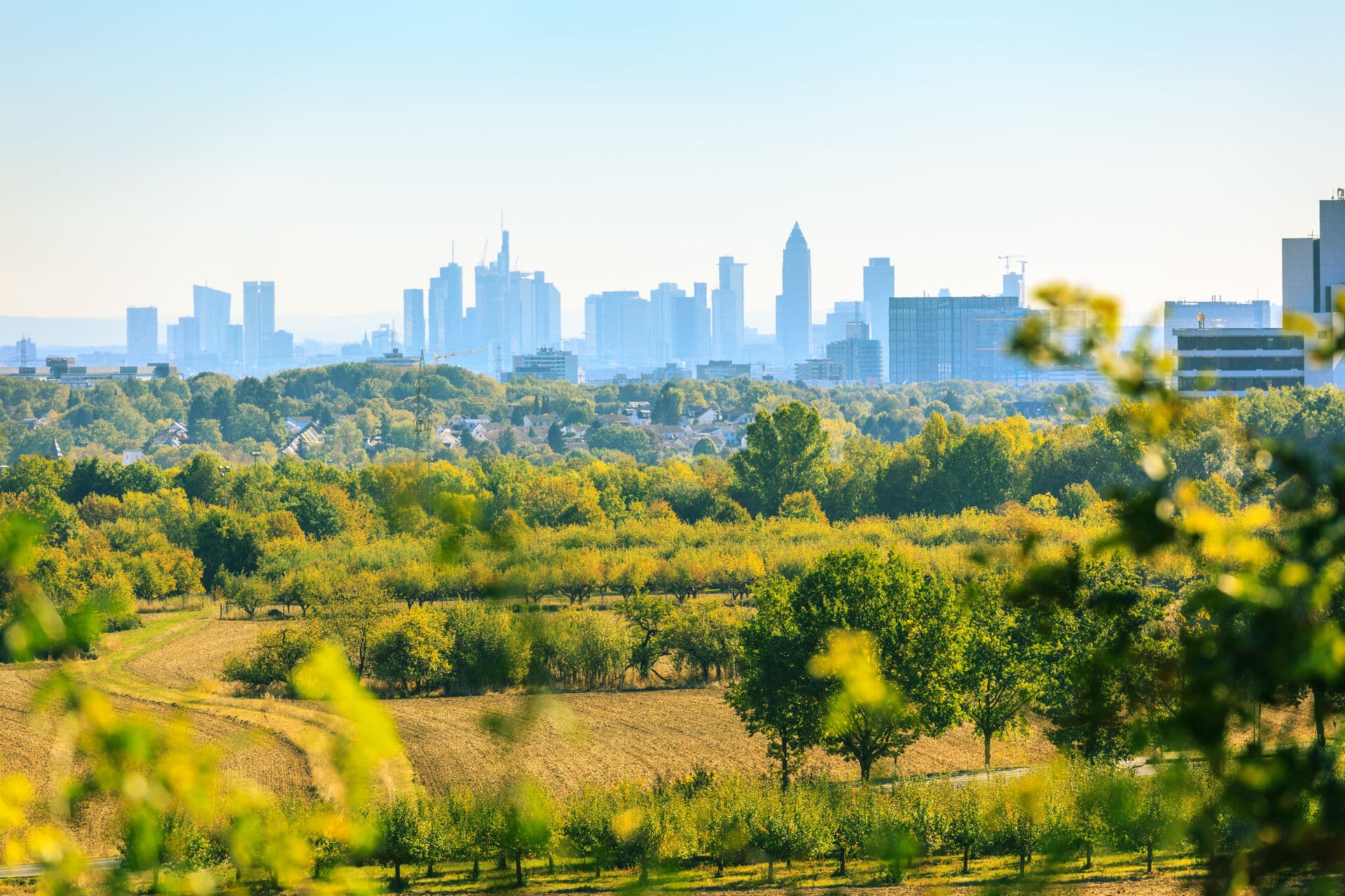 Frankfurt am Main Blick auf Frankfurt Skyline im Sommer
